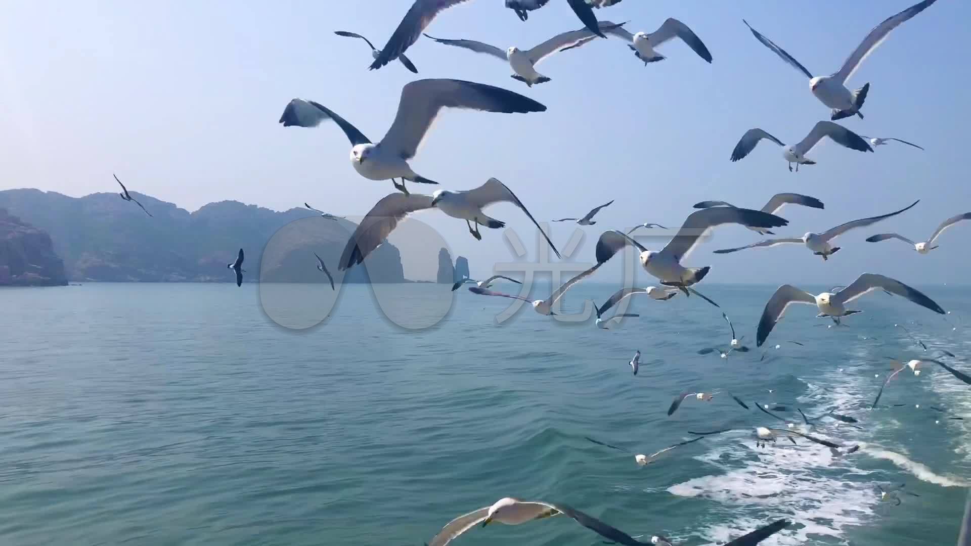 海鷗追隨_1920x1080_高清視頻素材下載(編號:4681991)_實拍視頻_vj師