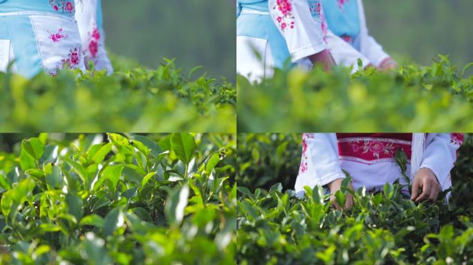 少数民族傈僳族唱山歌手工采茶