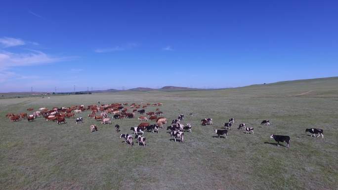 内蒙草原上的牛群航拍