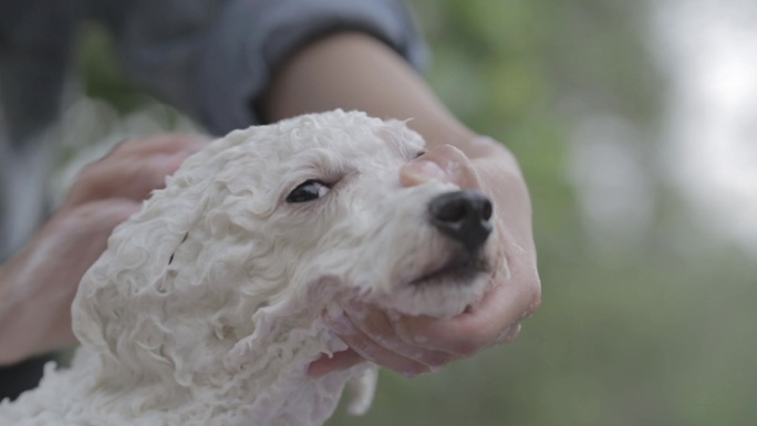 比熊犬宠物洗澡清洁