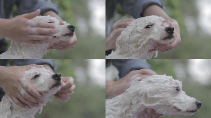 比熊犬宠物洗澡清洁