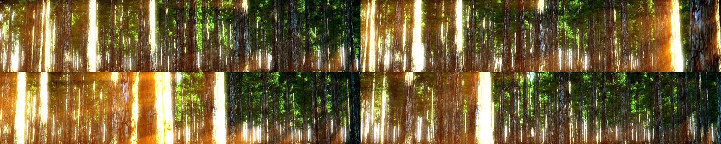 6k 横向 树林 森林 阳光 暖光 树影