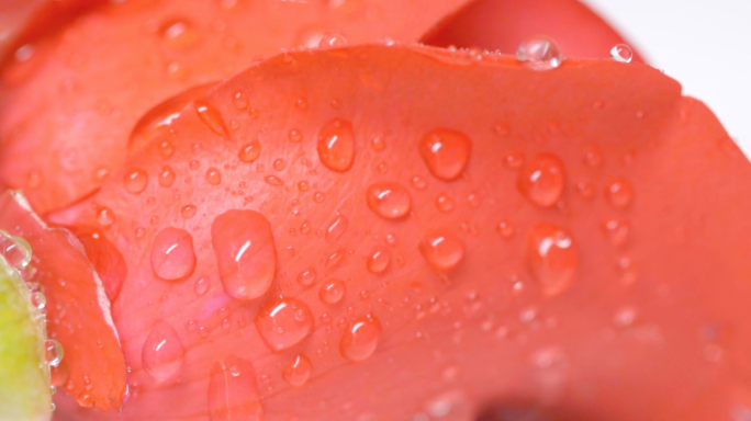 水珠玫瑰花-补水美容美白水分特写美容素材