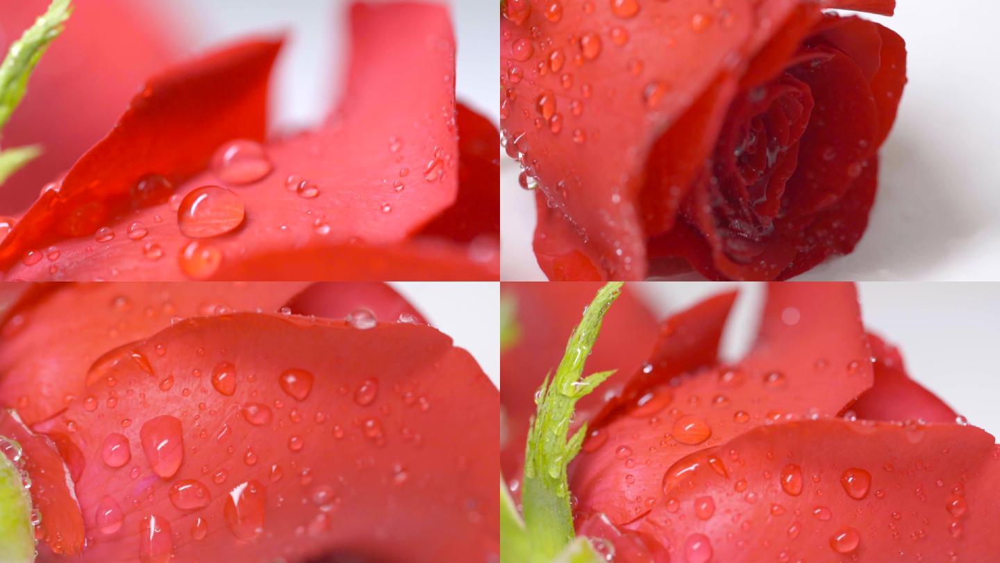 水珠玫瑰花-补水美容美白水分特写美容素材