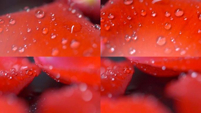 水滴-玫瑰水珠-精华-补水美容-水分子