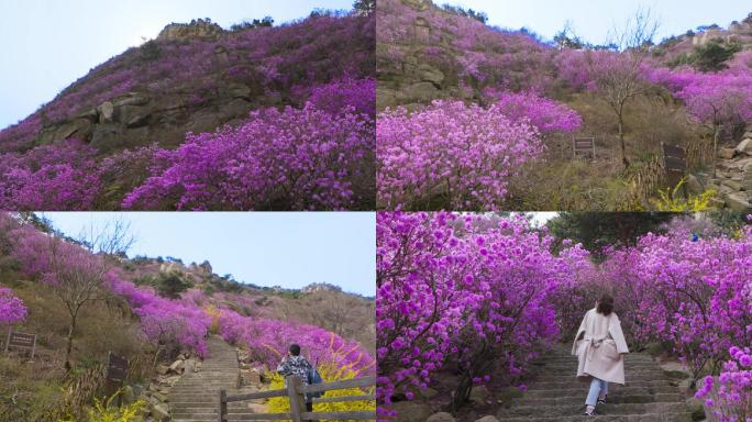 大珠山杜鹃花清明踏青郊游文化生活多姿多彩