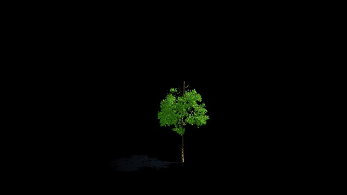 4K大树生长延时动画带alpha通道素材