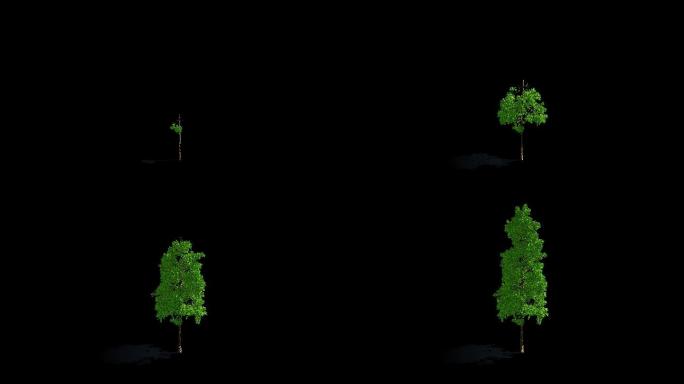 4K大树生长延时动画带alpha通道素材