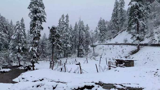 川西原始森林唯美雪景4K实拍