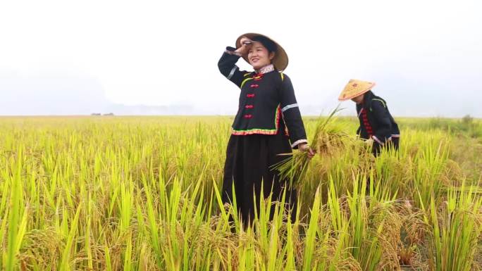 收割水稻水稻稻谷收割丰收收割水稻收割稻谷