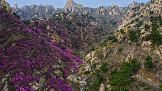 青岛大珠山杜鹃花海航拍