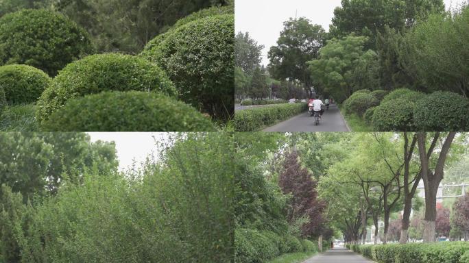 最新城市绿化植被自行车道