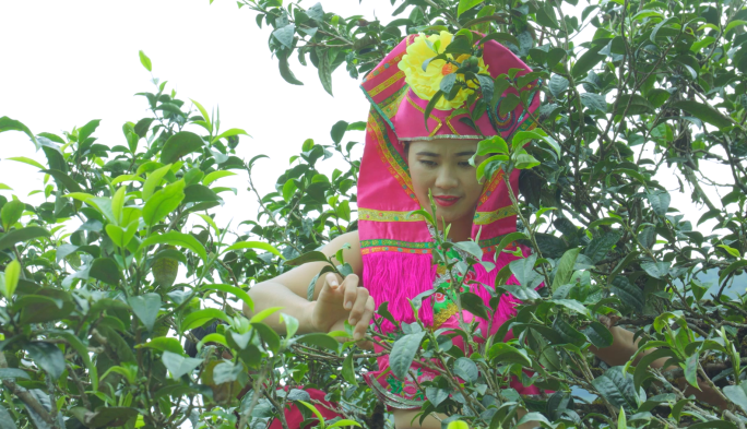 野生古树茶冰岛茶普洱茶采摘茶叶制作工艺