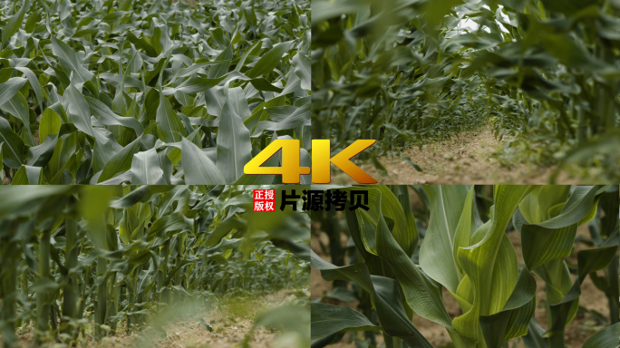 索尼FS7玉米农田4k（灰片）后期调颜色