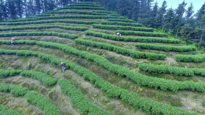 安溪铁观音茶园茶山航拍素材003