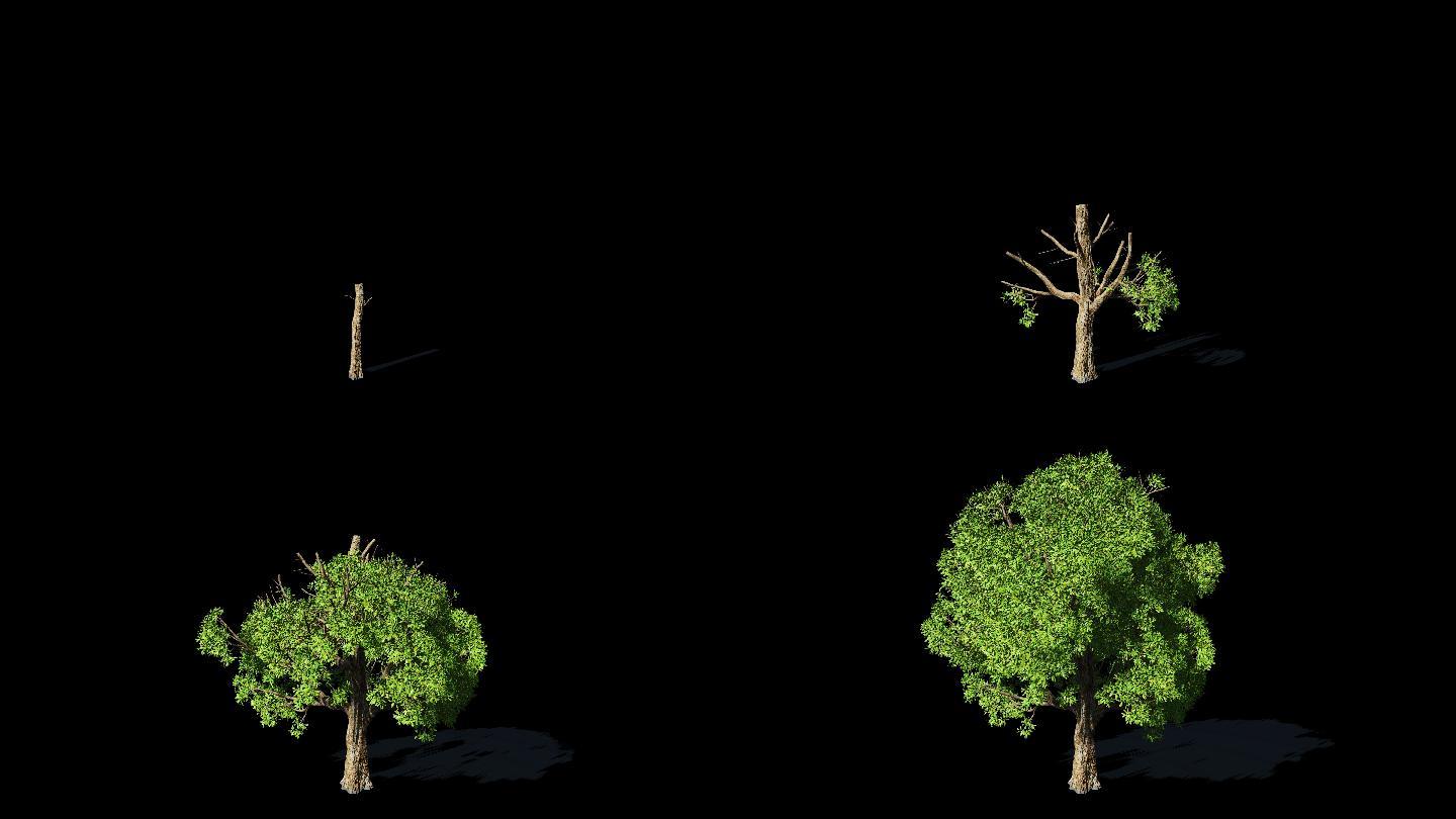 4k大树生长动画延时带alpha通道素材