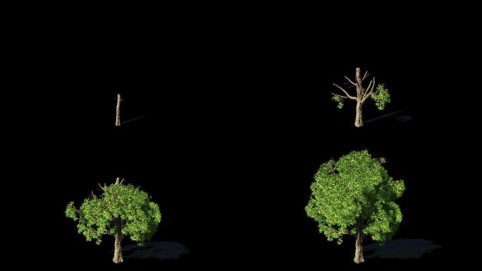 4k大树生长动画延时带alpha通道素材