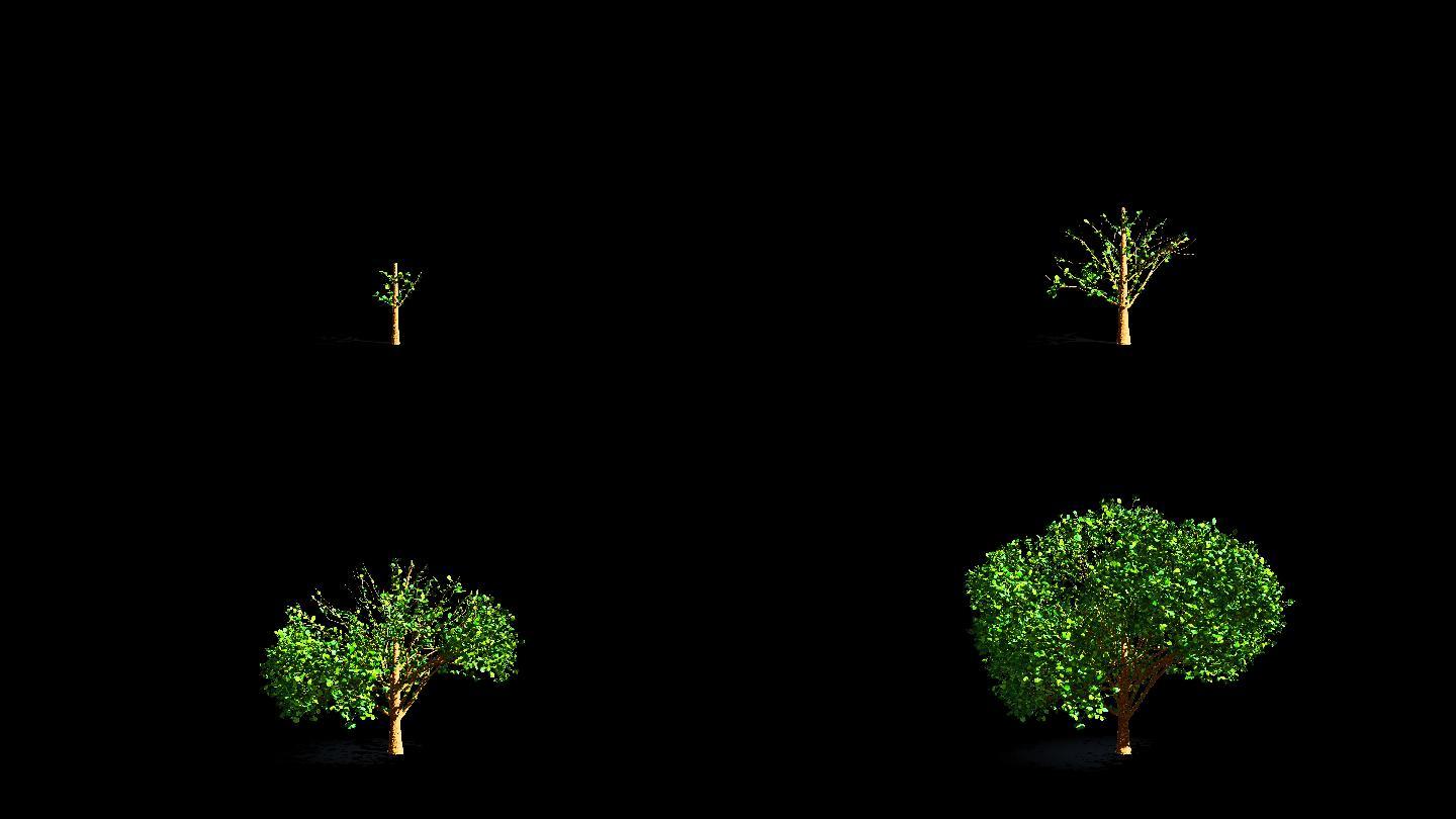 4K大树生长动画延时alpha通道视频
