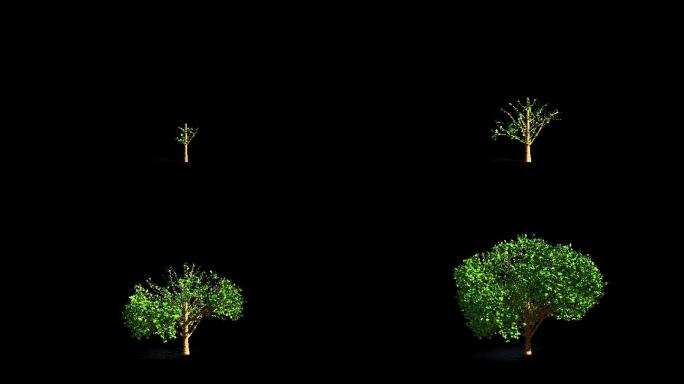 4K大树生长动画延时alpha通道视频