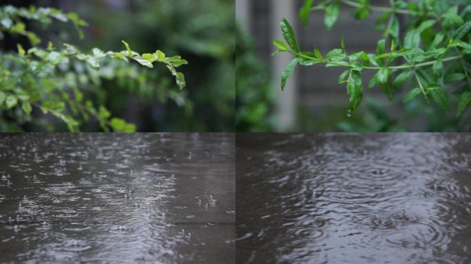 阴雨连绵-春雨-雨滴-嫩芽