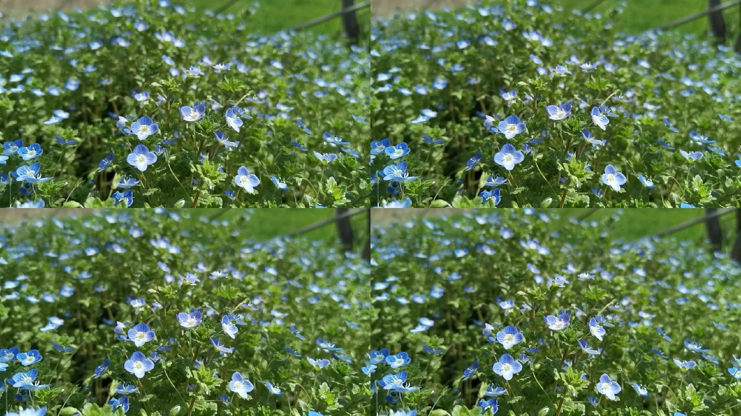 初春在风中摇曳的一片小蓝花路边的野花