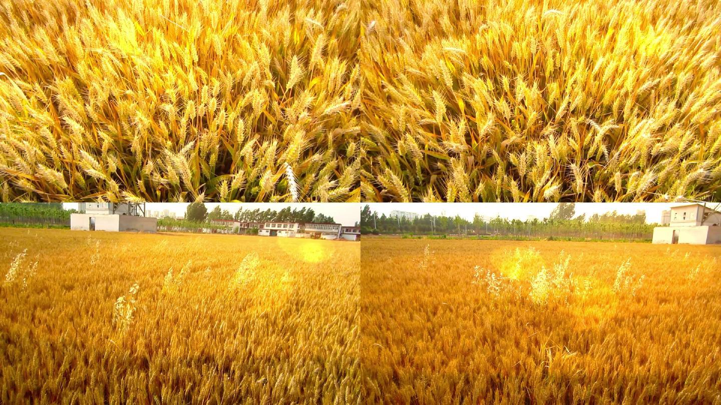 实拍唯美大气金色麦浪小麦成熟季视频素材