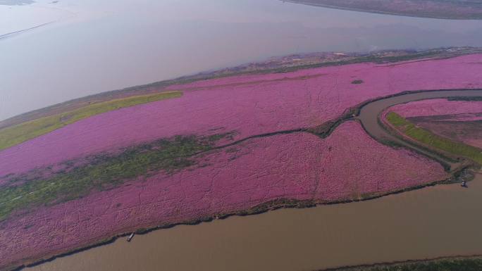 鄱阳湖大片花海蓼子花盛开