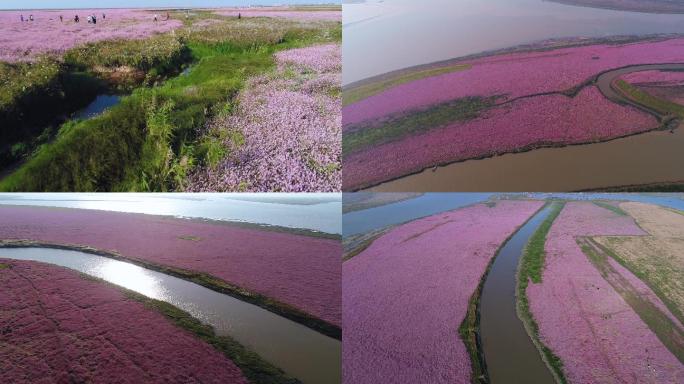 鄱阳湖大片花海蓼子花盛开