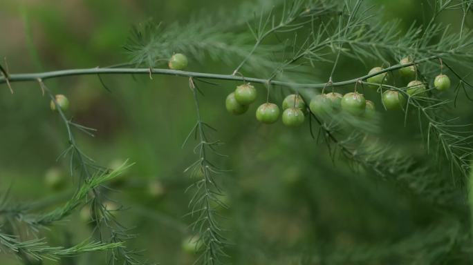 4K农村芦笋种植02