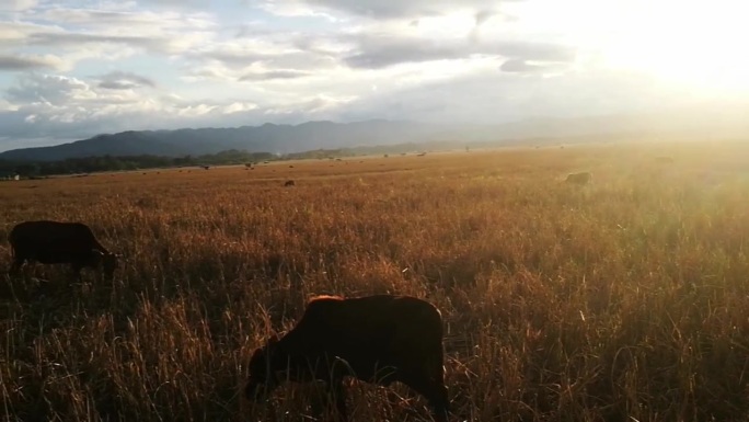 田野牧歌