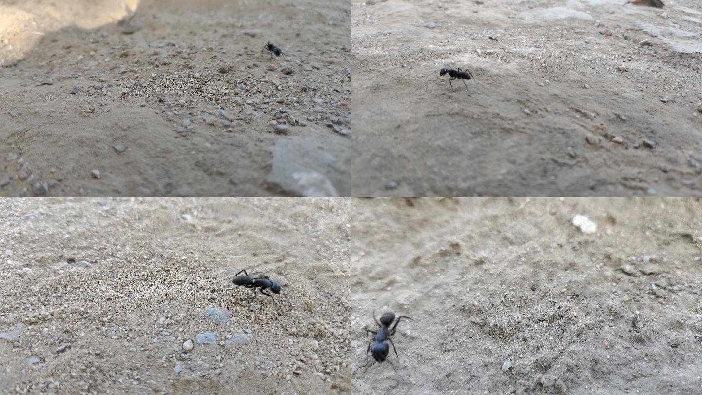 黑蚂蚁蚂蚁工蚁蚂蚁洞蚂蚁窝