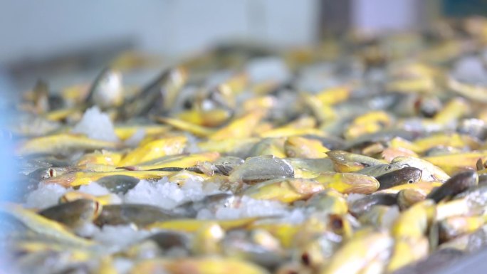 大黄鱼加工厂