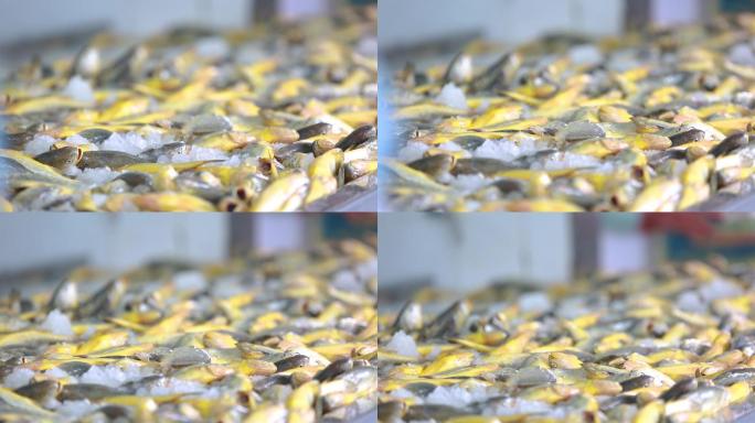 大黄鱼加工厂