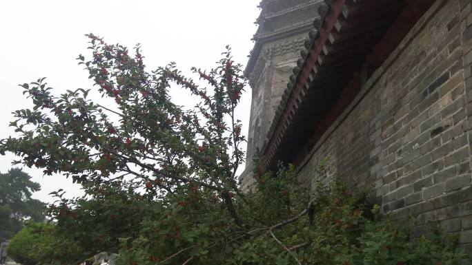 古寺墙根处的毛樱桃