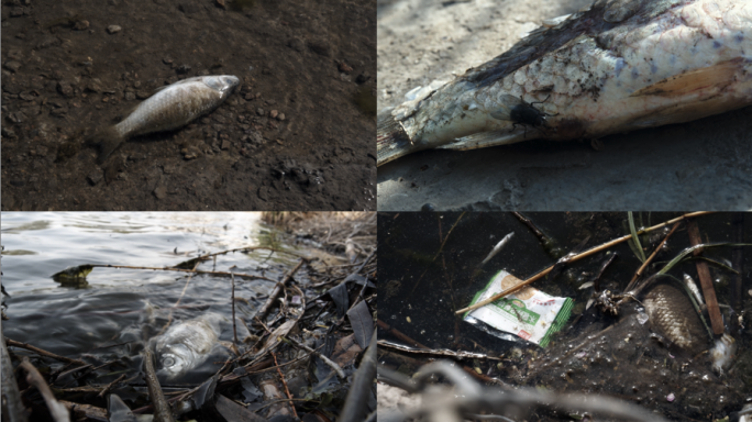 4K水污染、河里死鱼垃圾、垃圾污染