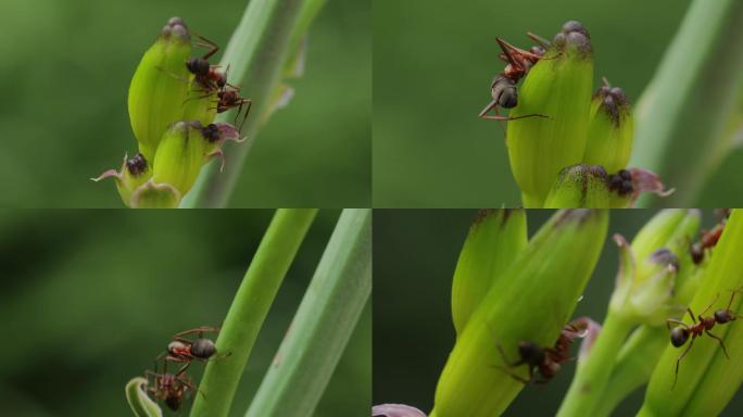 黄花菜上的蚂蚁01