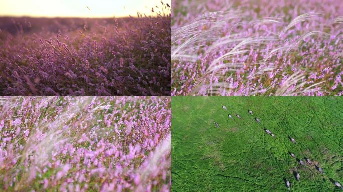 鄱阳湖花海蓼子花廖子花浪漫牛羊