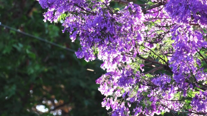 蓝花楹 蓝花楹大道 蓝花楹盛开网红打卡地