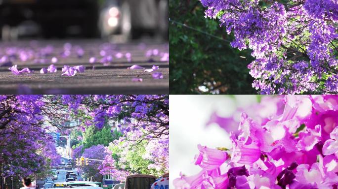 蓝花楹 蓝花楹大道 蓝花楹盛开网红打卡地