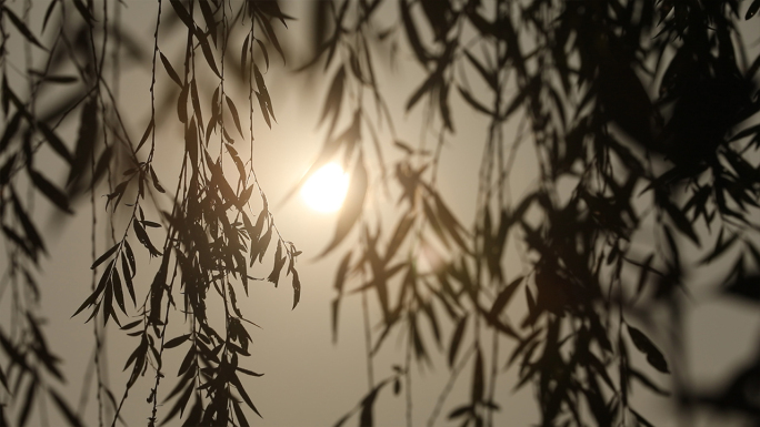 中国风意境夕阳柳树日出美景