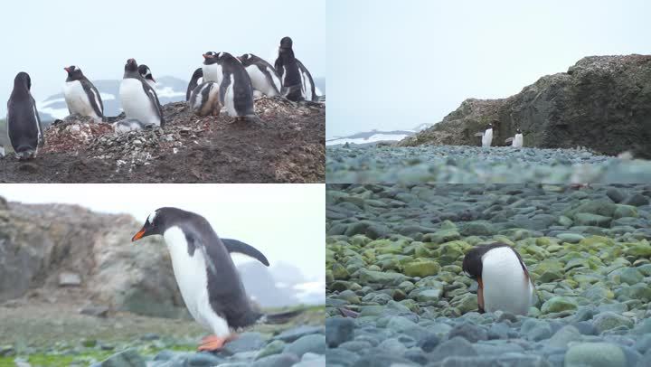 实拍南极企鹅特写带同期声