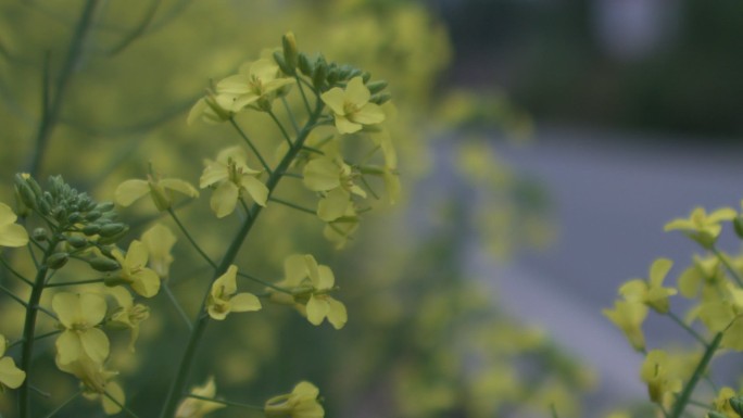 油菜花