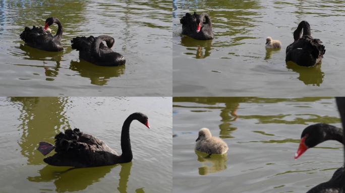 实拍公园黑天鹅和天鹅宝宝