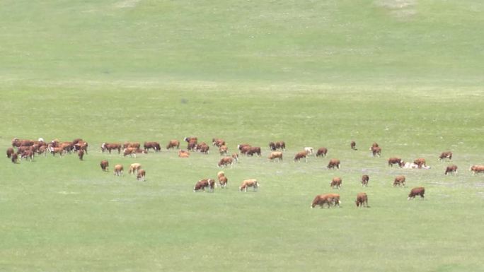 草原深处饲养种牛澳大利亚牛草原红牛