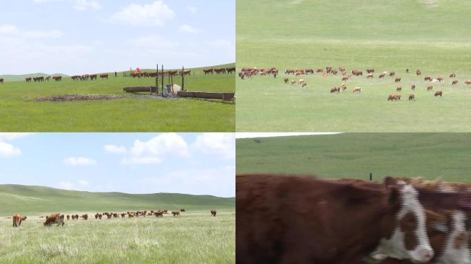 草原深处饲养种牛澳大利亚牛草原红牛