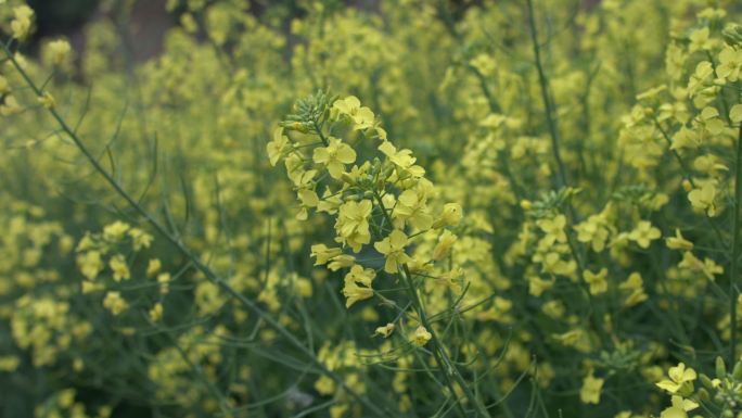 油菜花