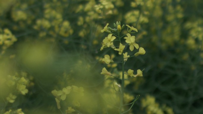 油菜花