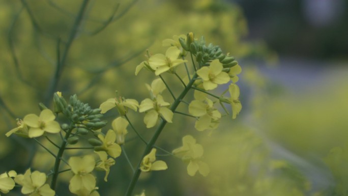 油菜花