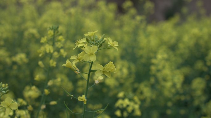 油菜花