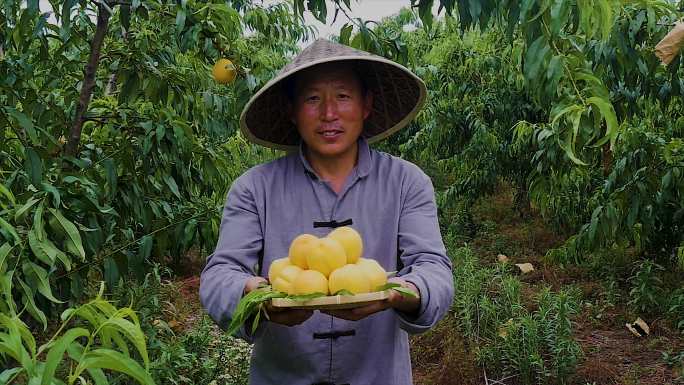 砀山黄桃视频